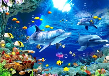 Okyanus hayatı sevimli canlılar…